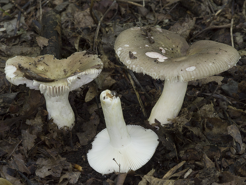 Russula ionochlora